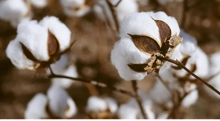 10726355208_1514410596