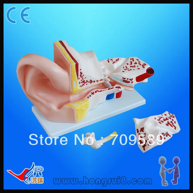 ФОТО Advanced Ear Anatomical Model