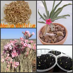 100% свежие настоящие "Adenium oleifolium"-Adenium um semillas-Bonsai пустыня розы растения Sementes