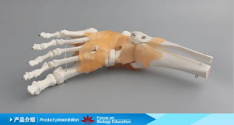 001 Life size foot joint with ligaments model Ankle joint model
