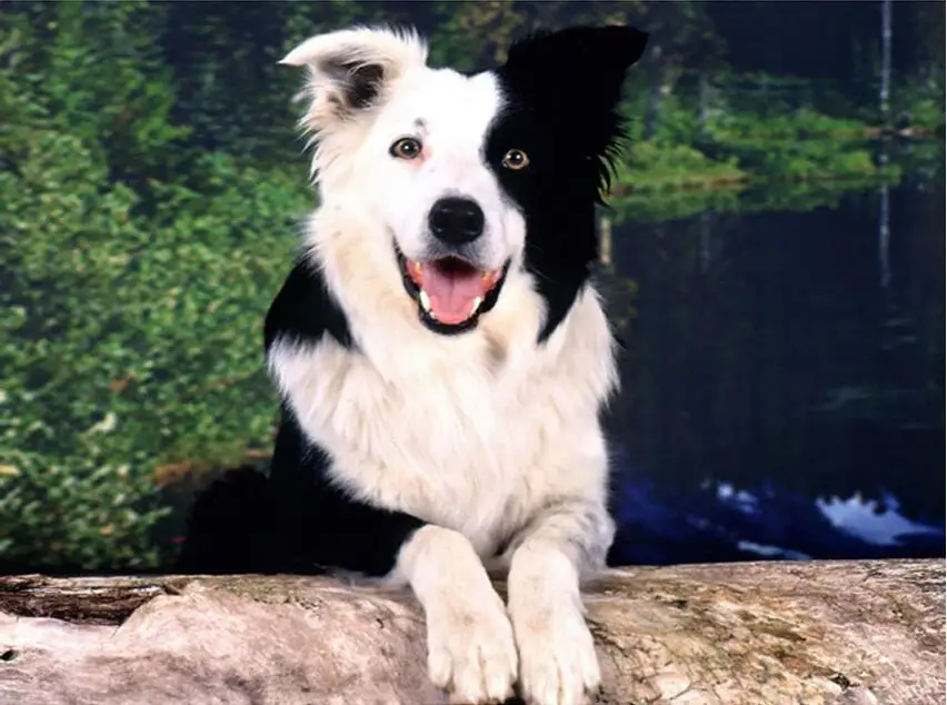 Border Collie Dog 5