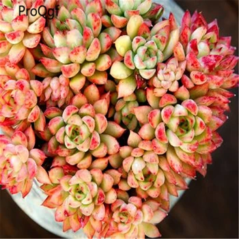 

2Pcs A Set Mebina Aeonium Plum Purdy