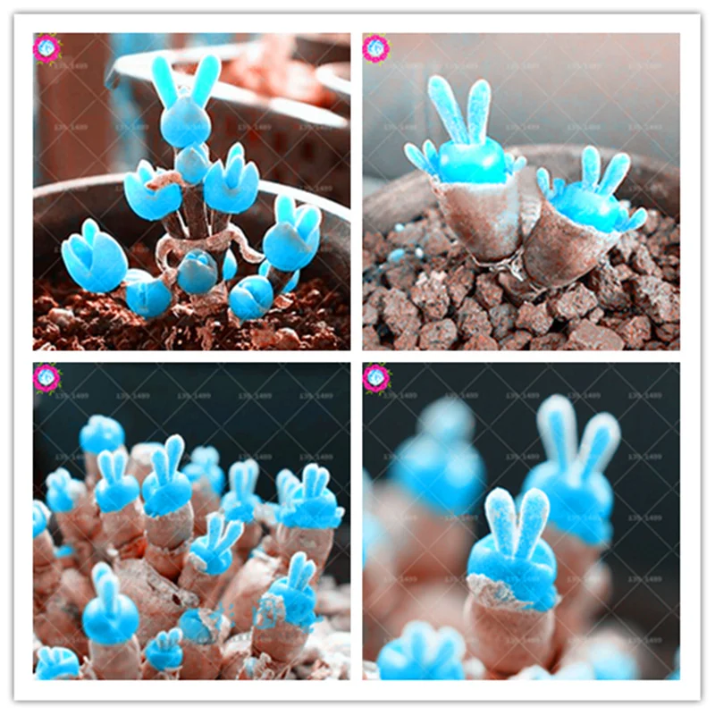 BONSAI 50 Pcs Blue Rabbit Succulent Bonsai Plants Rare Mini Cute Lithops Flower Planting Potted for Home Garden Decoration