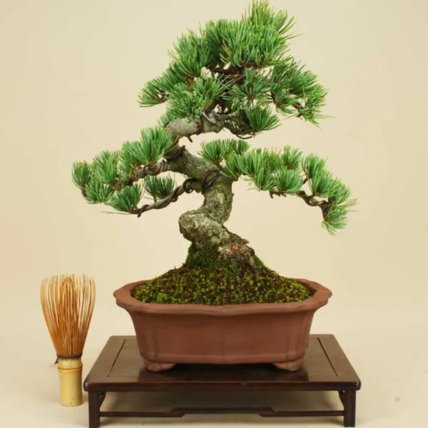50pcs/Bag Pine Tree Seeds bonsai flower easy to plant DIY