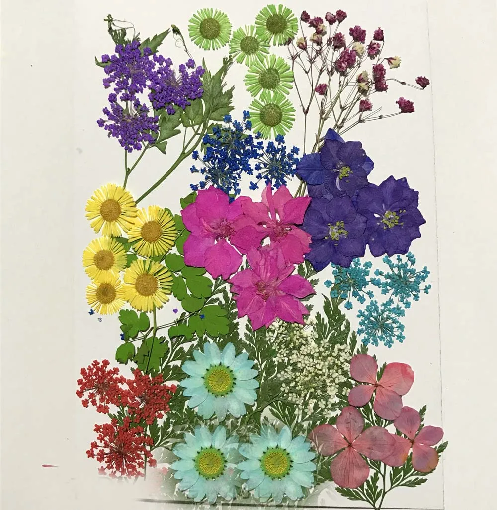 

Assorted Dried Pressed Flower+Leaf Leaves Plant Herbarium For Jewelry Photo Frame Phone Case Craft Making DIY-DH015