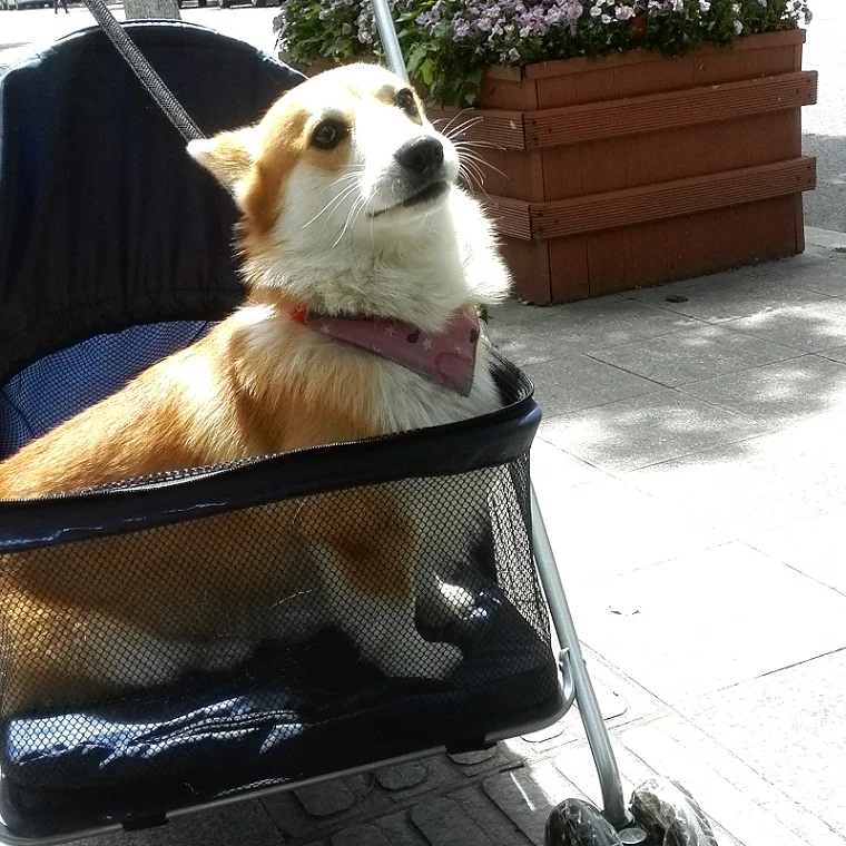 1 минута для установки, складная коляска для домашних животных, большое пространство, дышащие коляски для собак, безопасная и надежная переноска для больших собак