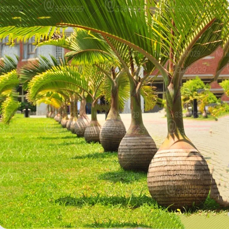 

10Pcs Wine bottle palm bonsai Rare Hyophorbe lagenicaulis bonsai tree Tropical plants for home garden planting decoration plant