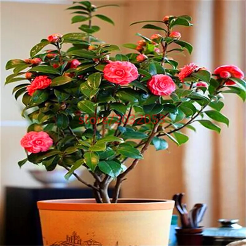 

bonsai 5 pcs/bag Camellia Potted Plants Garden Flower