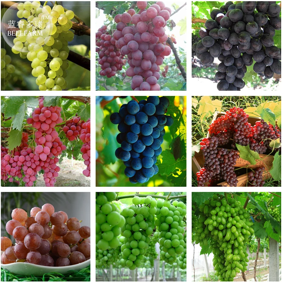 Online Buy Wholesale grapes types from China grapes types Wholesalers