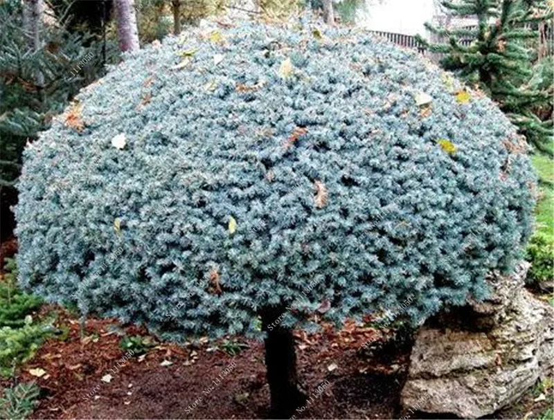 You May Also Like 30Pcs Yellow Blue Spruce Seeds Tree You May Also Like 30Pcs Yellow Blue Spruce Seeds Tree