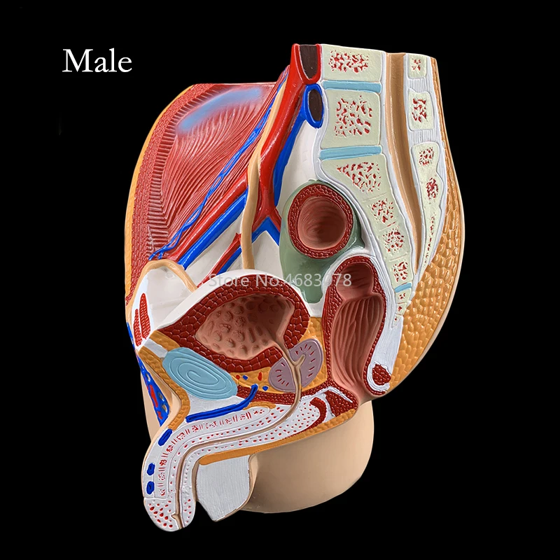Sagittal Pelvic Anatomy Model 2