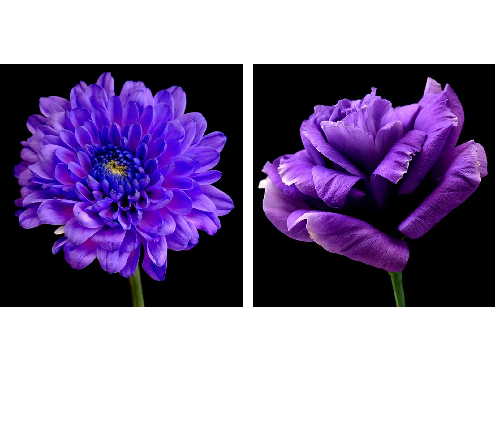 Purple Flower Wall Art compare prices on purple wall art- online shopping/buy low price Purple Flower Wall Art compare prices on purple wall art- online shopping/buy low price