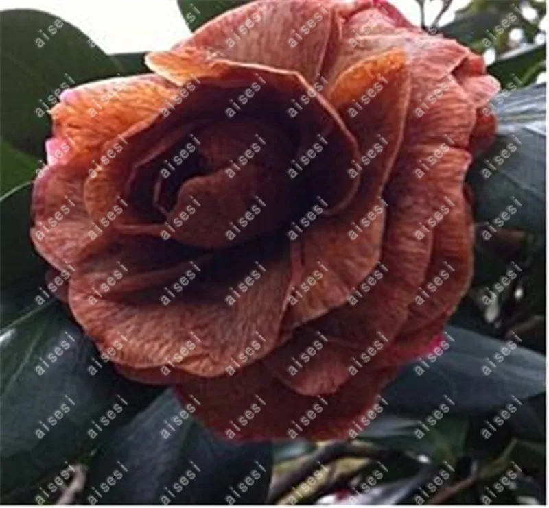 100 pcs Rainbow Camellia Common Camellia Bonsai Perennial Indoor Flower Tree For Home Garden Potted Plant Easy To Grow