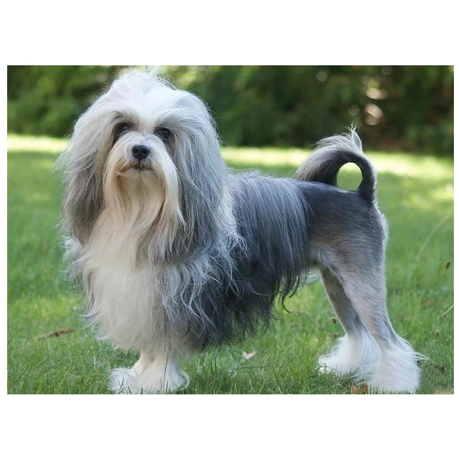 Pet Havana Bichon Dog_