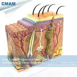 12530 cmam-skin01 анатомическая человеческой кожи Структура раздел блок модель 70x, Медицинские товары образования анатомические модели