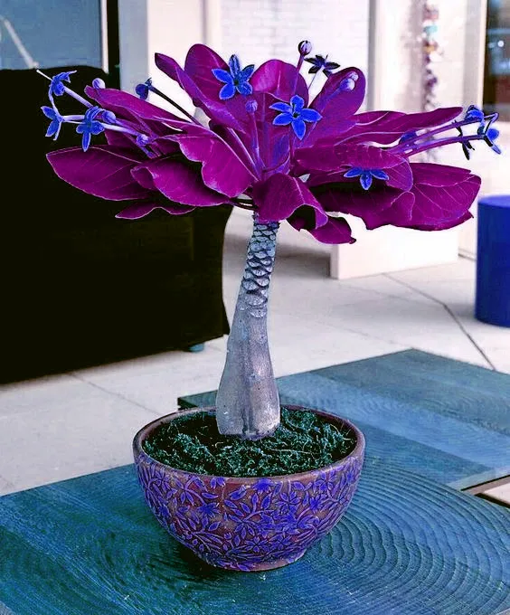 Bonsai 1 Pcs Pachira Macrocarpa 100% True Bonsai Tree Whip Pachira For Diy Home Garden Household Items Bonsai 1 Pcs Pachira Macrocarpa 100% True Bonsai Tree Whip Pachira For Diy Home Garden Household Items