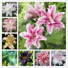 2 bulbs true lily bulbs,lily flower,(not lily seeds),flower indoor plant Radiation Absorption,Natural growth for home garden