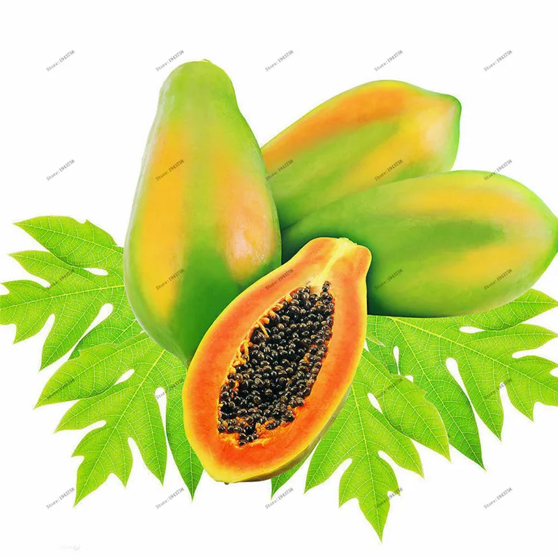 30pcs fruit gaint Carica Papaya ,melon tree ,self pollination,Bonsai tree for garden plants