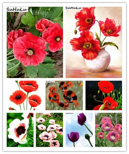 

100%Genuine 1000pcs Rare Poppy Papaver croceum Novel Bonsai Plants Papaver nudicaule Beautiful Poppy Flowers for Home Garden