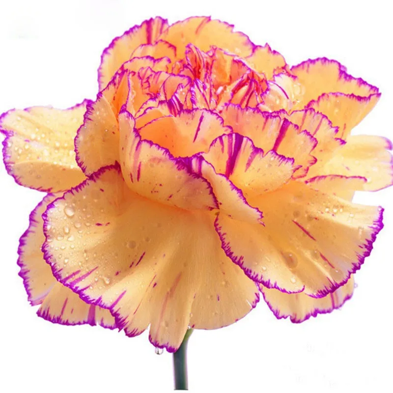 Buy 300 Pcs Carnation Seeds Multiple Colors Free Shipping