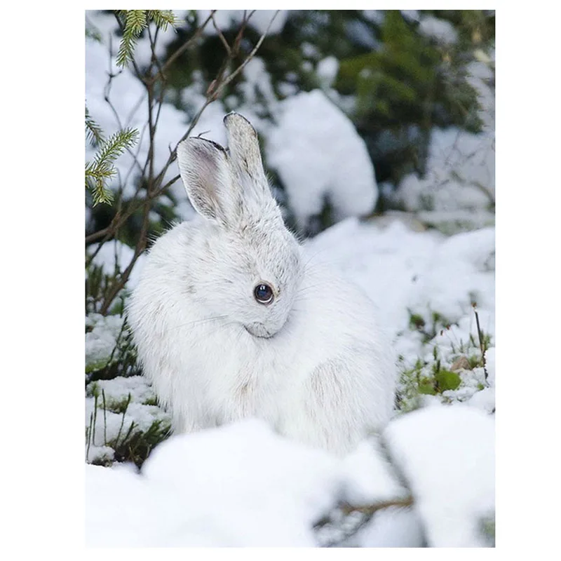 

Diy 5d Diamond Painting Cross Stitch Kits Square Rhinestones Diamond Embroidery Animal Rabbit Resin Craft Full Mosaic Handicraft
