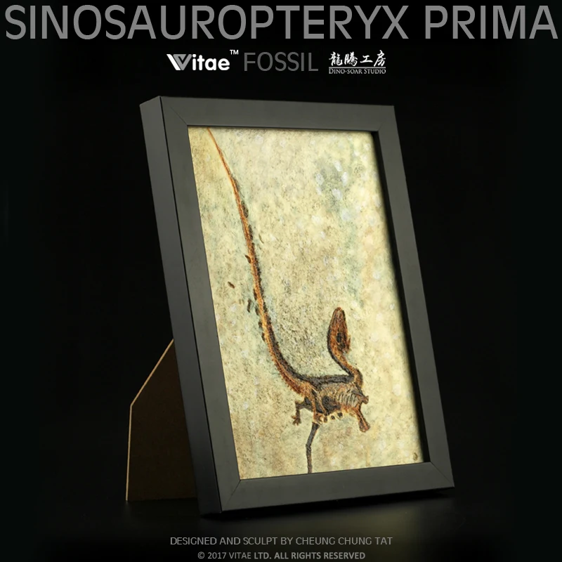 

Vitae fossils Jurassic dinosaur original Chinese Dragon Bird carved stone table pendant photo frame home dec