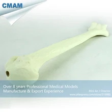 CMAM-TF10 Solid Foam Normal Anatomy Humeral with Medullary Cavity, Medical Science Educational Teaching Anatomical Models