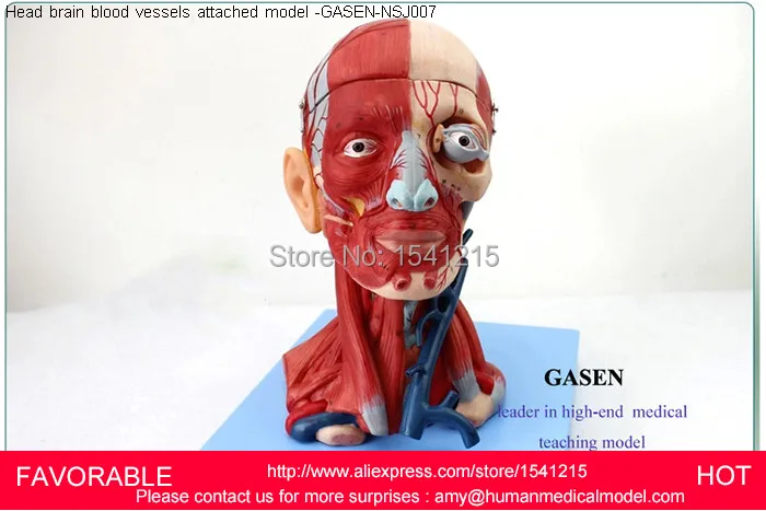 

HEAD AND NECK WITH VESSELS, NEUROVASCULAR ATTACHED BRAIN MODEL HEAD AND FACE MUSCLE NERVE ANATOMICAL STRUCTURE-GASEN-NSJ007