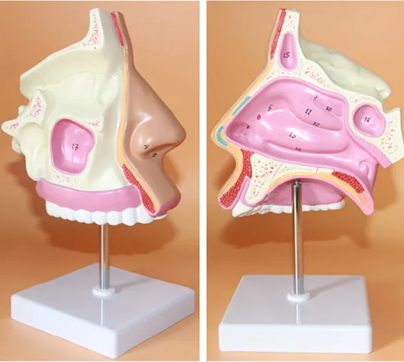 

ENT medical nasal anatomical model muzzle nose cavity structure model