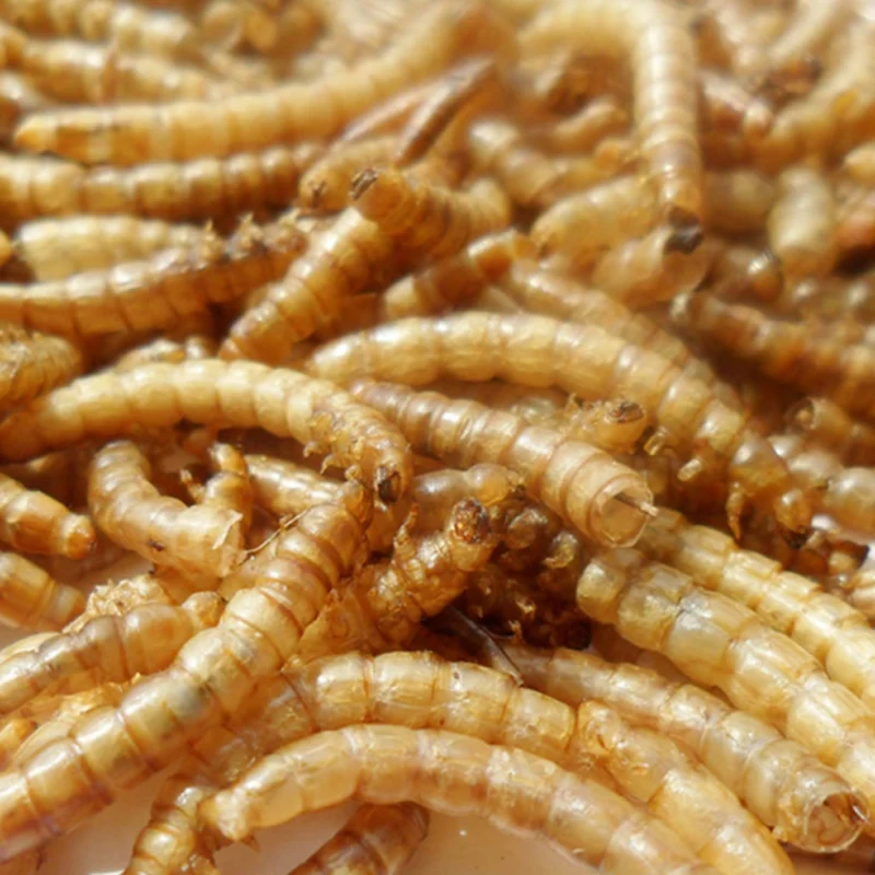 Сушеный аквариум Mealworm пруд рыба рептилия дикая птица еда хомяк птичка ящерица