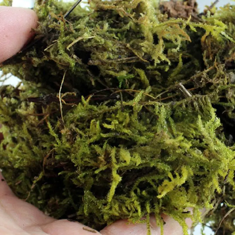 2019 New 100g Natural Terrarium Moss Reptile Turtle Moss Substrate Habitat Decoration font b Pet b