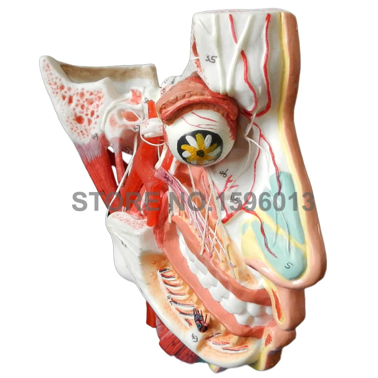 Двухсторонняя модель анатомии головы и лица, мышцы, нервы и сосуды в модели черепа лица