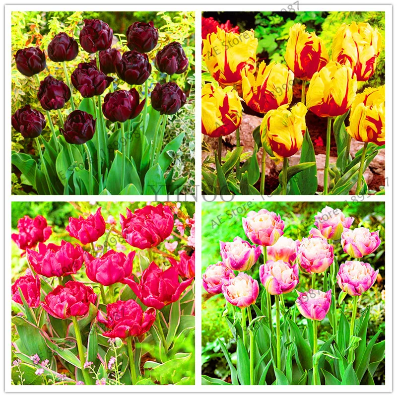 Garden Pots Planters 100pcs True Tulip seeds, Double Tulip 'Barbados