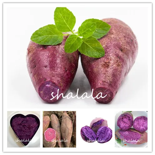 

100pcs Purple Sweet potatoes Ipomoea batatas Delicious High Nutrition Organic Non-GMO Vegetable for Courtyard planting