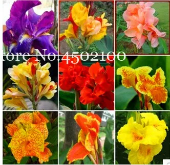 

50 Pcs Colorful Canna Lily Bonsai Diy Potted Plants Indoor Outdoor Bonsai Germination Rate Of 95% Mixed Colors Garden Flowers