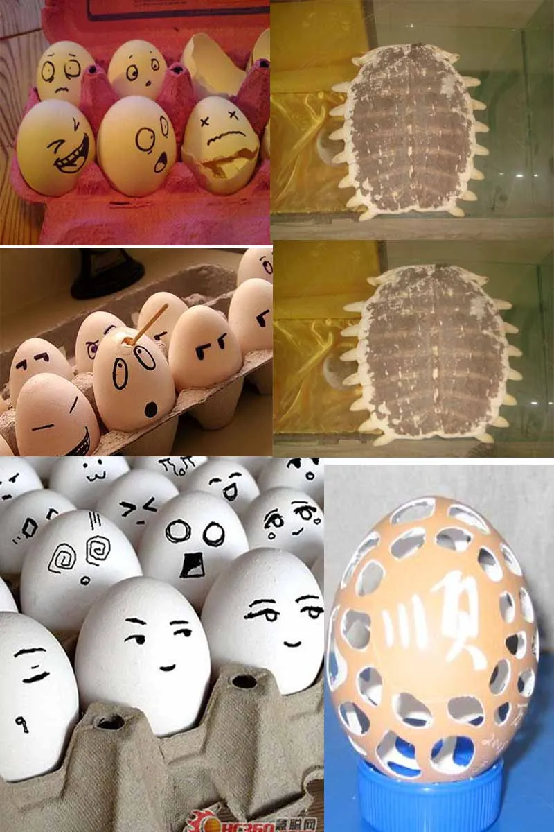 egg