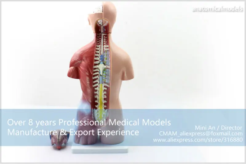 TORSO10 CMAM Tunk 23parts 45cm high bisexual anatomy model 8