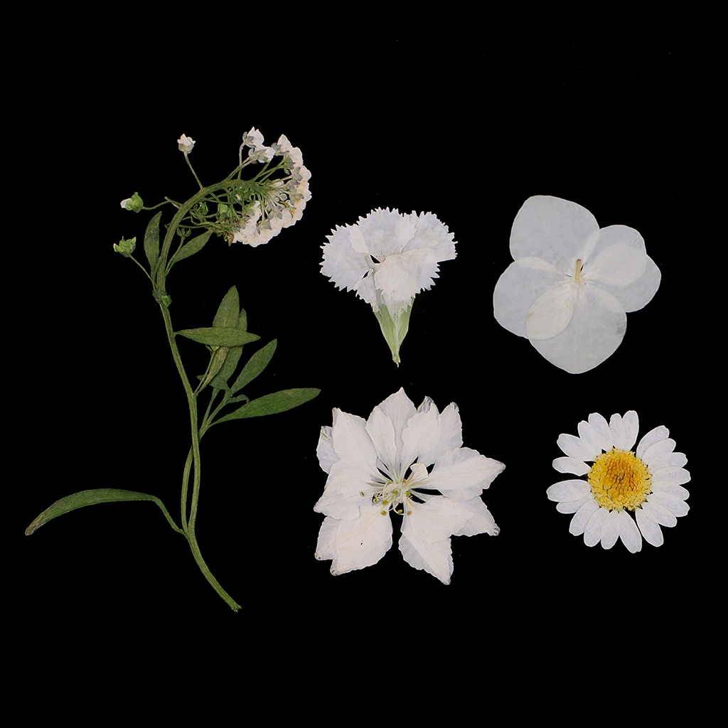 Multiple Real Pressed Flower Dried Flowers for Art Craft Scrapbooking Resin Jewellery Making Handmade Dried Flower Phone Case