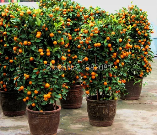 planter un kumquat en pot