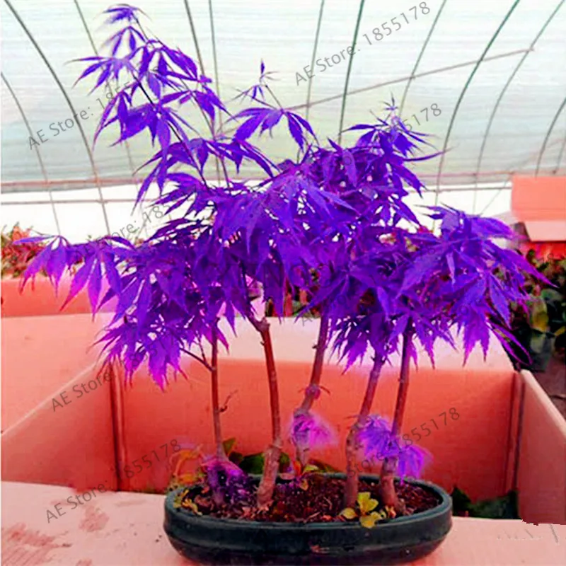Japanese Purple Ghost Maple Tree Bonsai Flores Acer Palmatum Garden