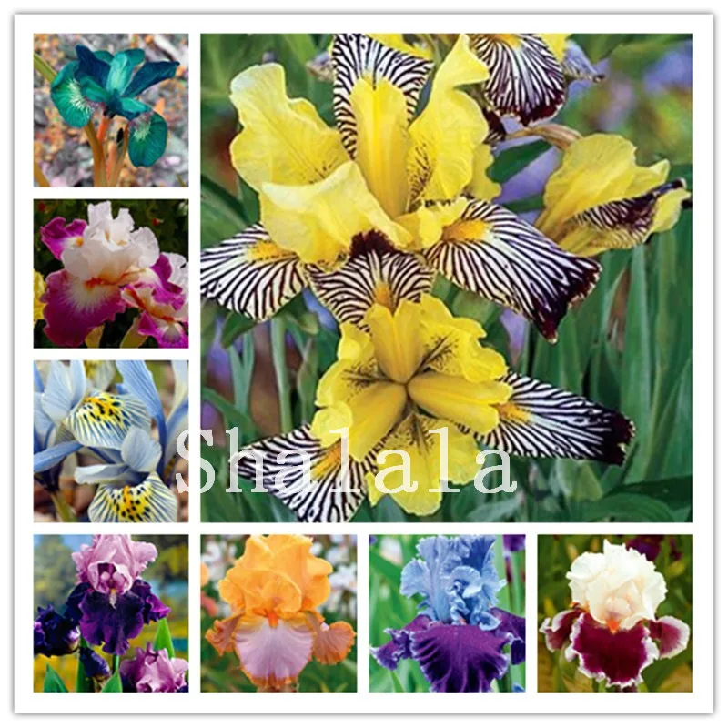 

100 Pcs Bonsai Light Iris Perennia Flower Garden Bearded Iris Plantas, Orchid Flower Diy Home Garden Bonsai Nature Pot Plants