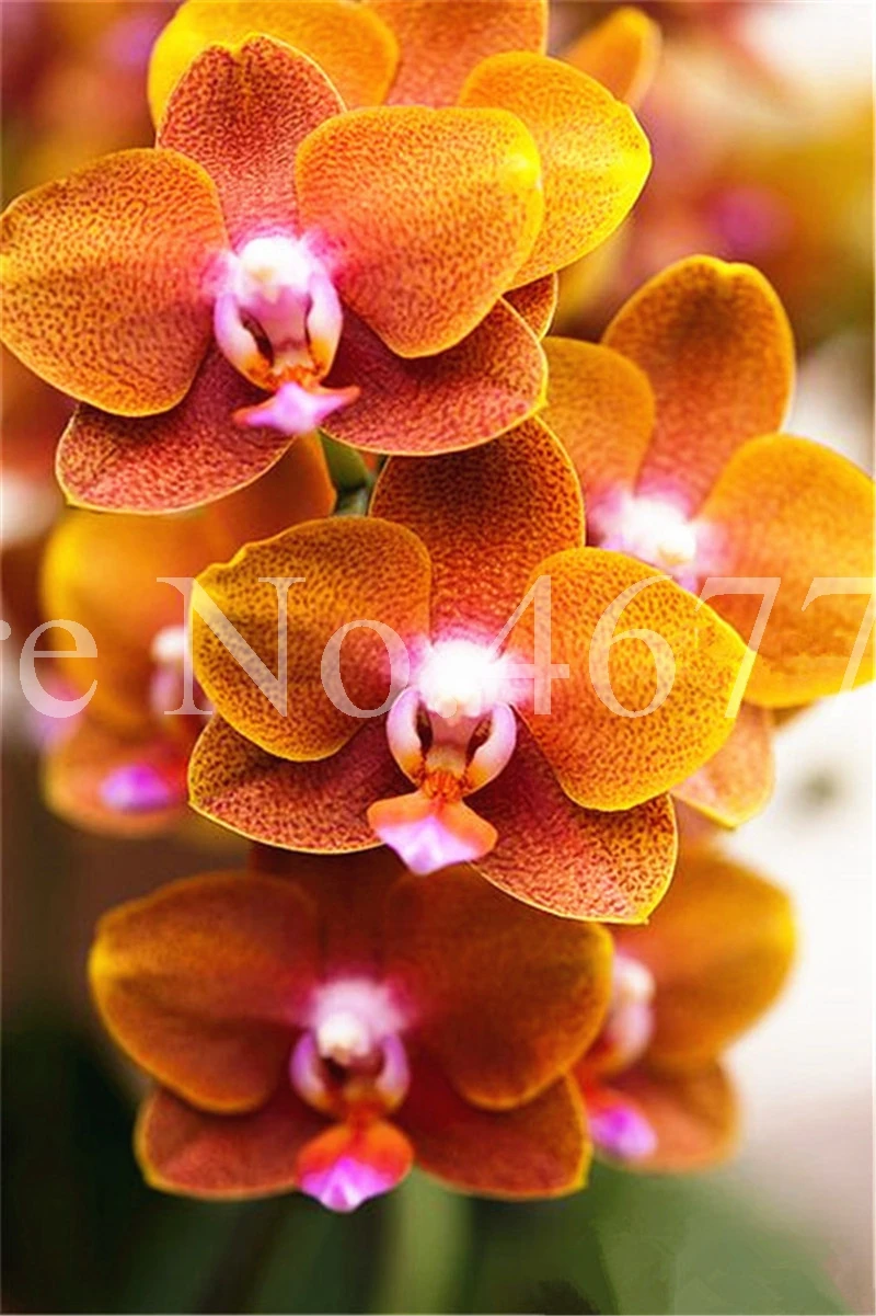 100 pcs/ bag Bonsai Cymbidium Floribundum Orchid Plant Outdoor Natural Growth Potted Flower Planta For Home Garden Flower Pot