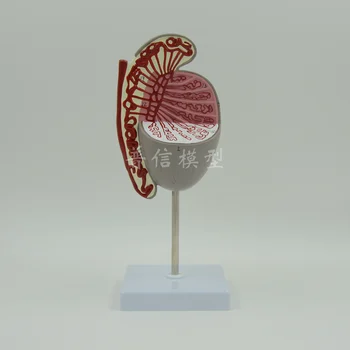 

Amplification Testis Anatomical Model Male Genito-urinary System Male Genital Anatomical Model Medical Science Teaching Supplies