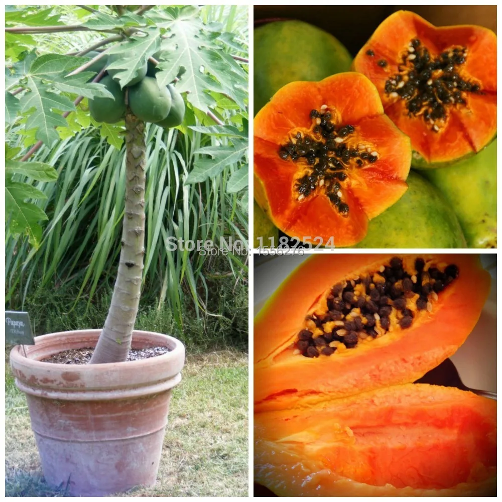 50pcs Remarkable Hawaiian Dwarf Papaya "Solo Sunrise" aka "Strawberry