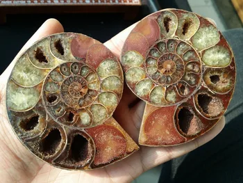 

05307 1 pair of Split Fat Ammonite Fossil Specimen Shell Healing Madagascar