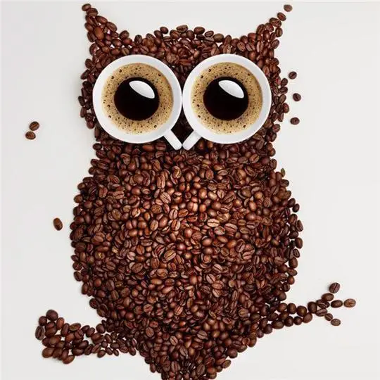 Coffee Bean Owl
