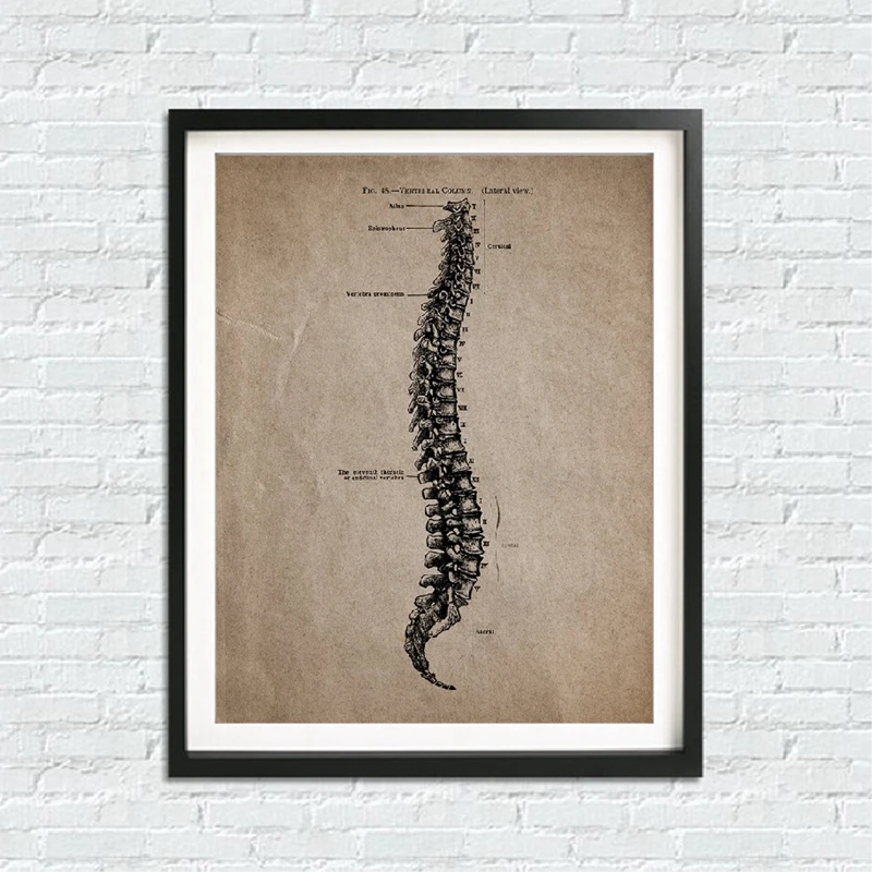 Human Anatomy Wall Art Print
