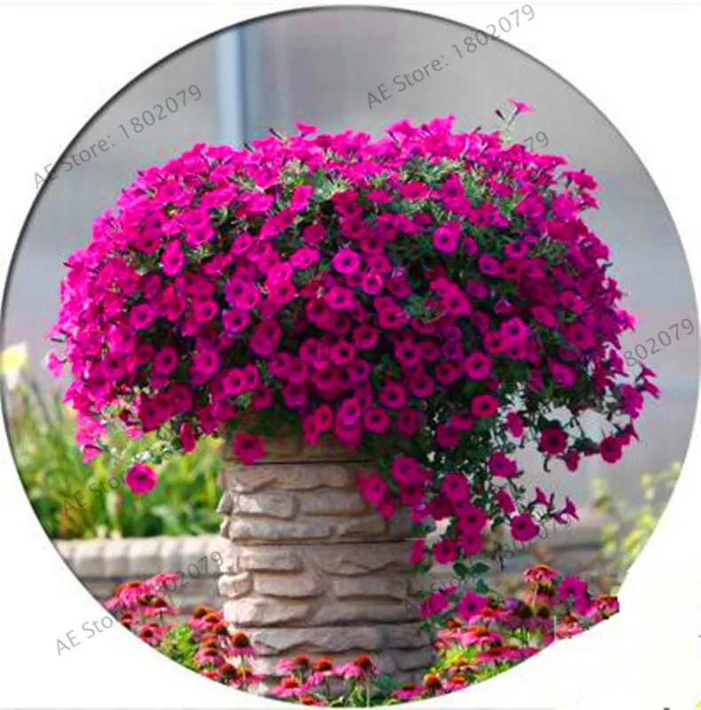 Best-Selling!200pcs Hanging Petunia Mixed flores Color Waves Beautiful Flowers For Garden Plant Bonsai Flower plantas,#BJLC4O Best-Selling!200pcs Hanging Petunia Mixed flores Color Waves Beautiful Flowers For Garden Plant Bonsai Flower plantas,#BJLC4O