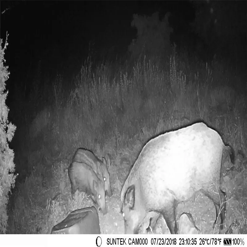 Skatolly HC500M HD охотничья тропа камера HC-500M ловушка Ночное Видение Движения Охотник дикой природы камера CE ROHS дропшиппинг олень корма