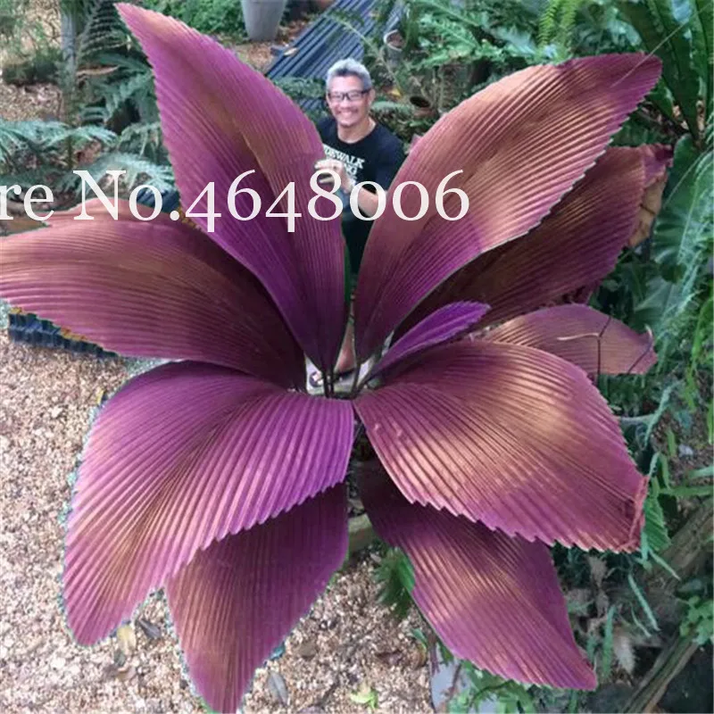 100 Pcs/Bag Purple Travelers Palm Flores Bonsai, Ravenala Madagascariensis Chinese Fan Palm Plant,Tall Evergreen Tree Diy Garden
